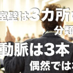 冠状動脈と左心室壁