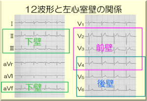 12誘導心電図と左心室壁との関係